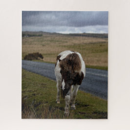 Pony auf der Straße im Dartmoor-Nationalpark