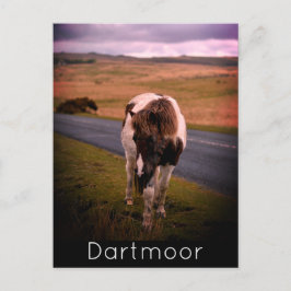 Pony auf der Straße im Dartmoor-Nationalpark Feiertagspostkarte