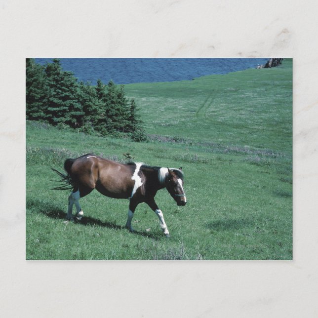 Pony auf Weide Postkarte (Vorderseite)