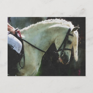 Pony bei einer Show Postkarte