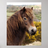 Pony Exmoor