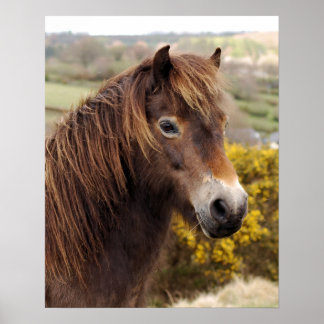 Pony Exmoor Poster