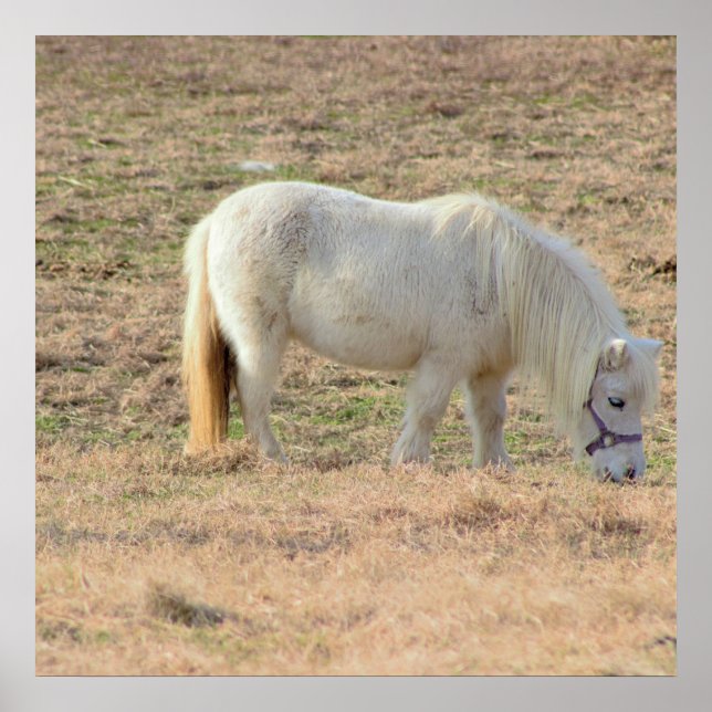 Pony Foto Poster (Vorne)