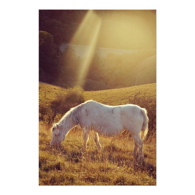 Pony grast fotodruck (Vorne)