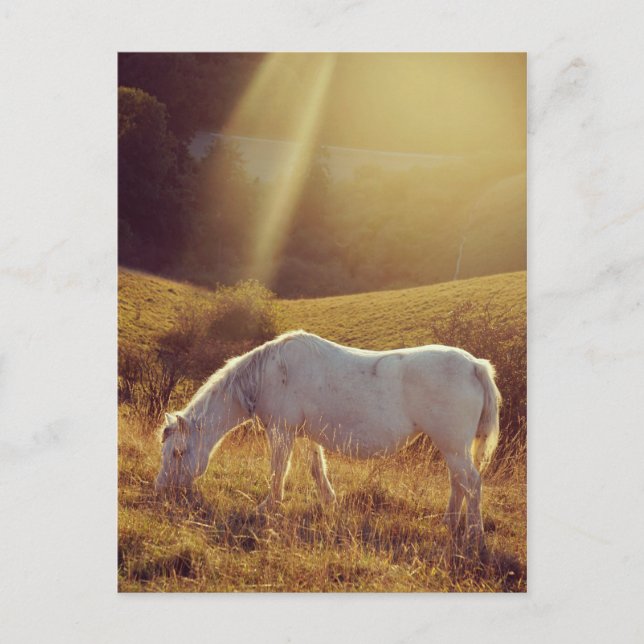 Pony Grazing Postkarte (Vorderseite)