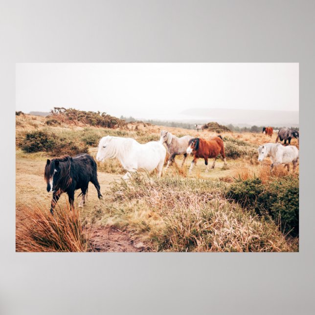 PONY HERDE IN DER HERBSTÜHLE POSTER (Vorne)