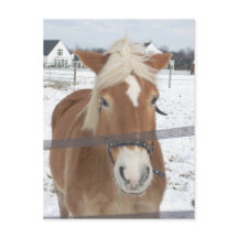 Pony im Winter
