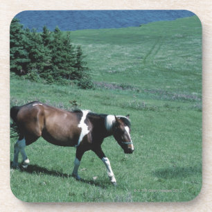 Pony in der Weide Getränkeuntersetzer