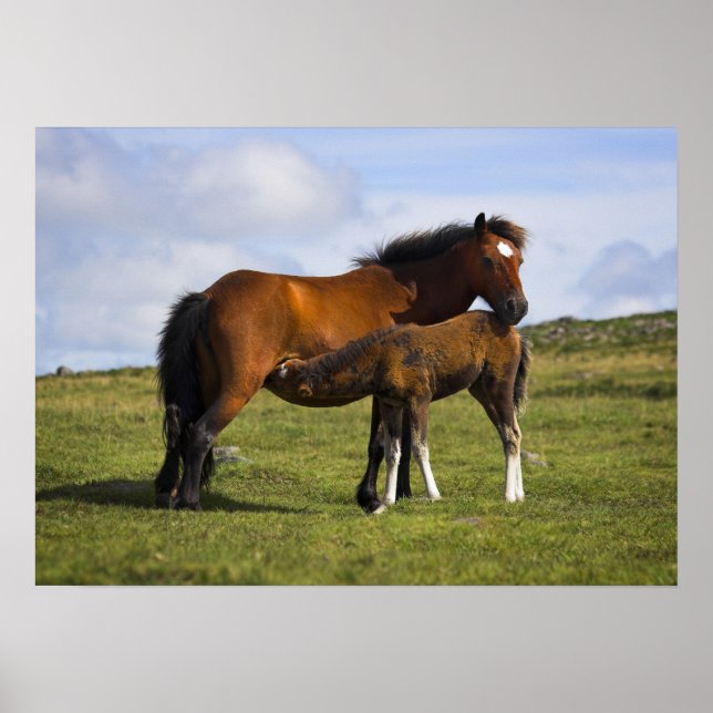 Pony Mare Feeding Foin print affiche (Devant)