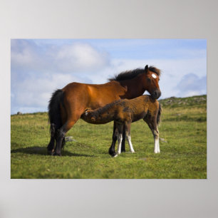 Pony Mare Fütternd Foal-Plakatdruck Poster