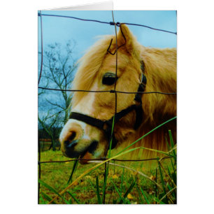 Pony miniature blond / Cheval Ciel bleu