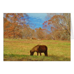 Pony miniature Brown