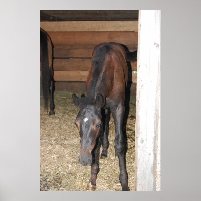 Pony/Pferd Poster (Vorne)