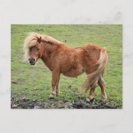 Pony Postcard Postkarte