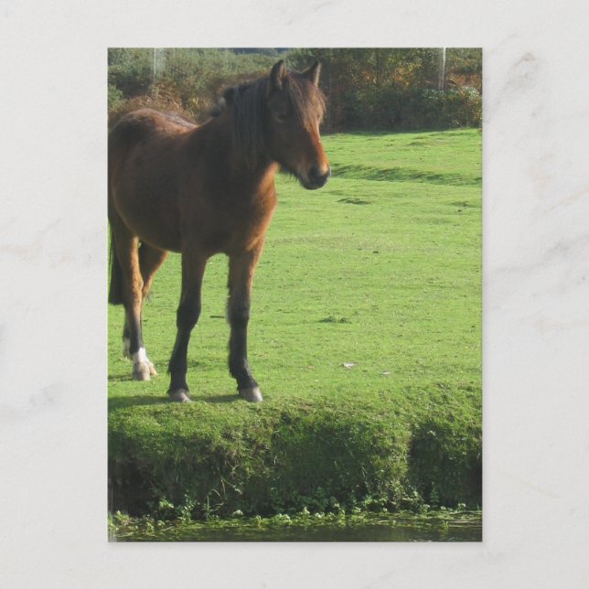 Pony Postcard Postkarte (Vorderseite)