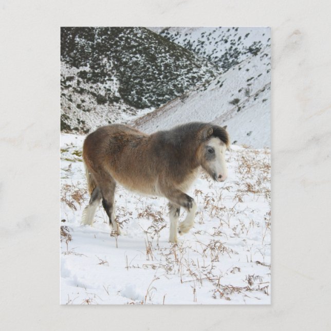 Pony Postkarte (Vorderseite)