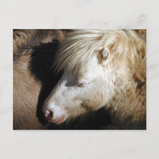 Pony Postkarte