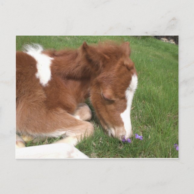 Pony - Spirit Postkarte (Vorderseite)