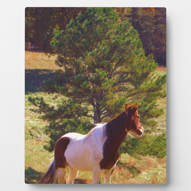 Pony von der Kiefer gemalt Fotoplatte (Vorderseite)