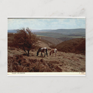 Ponys auf Exmoor - alte ländliche Ansicht Postkarte