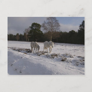 Ponys im Schnee Postkarte