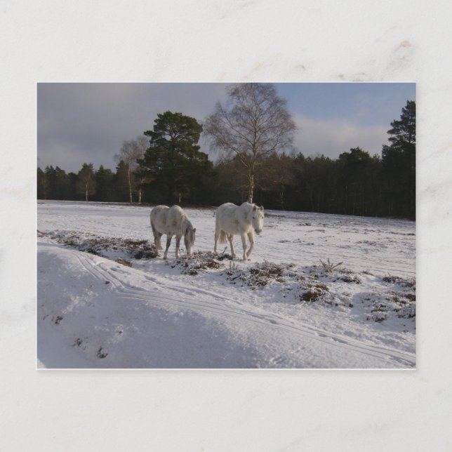 Ponys im Schnee Postkarte (Vorderseite)