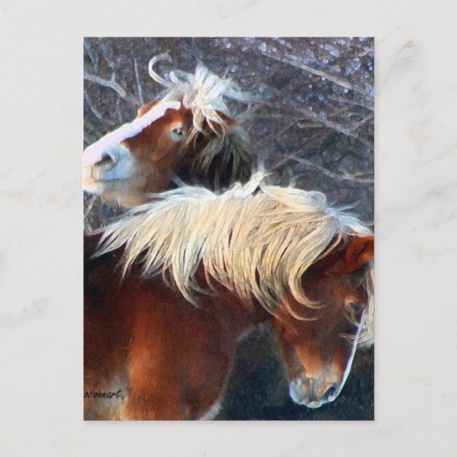 Ponys Postkarte (Vorderseite)