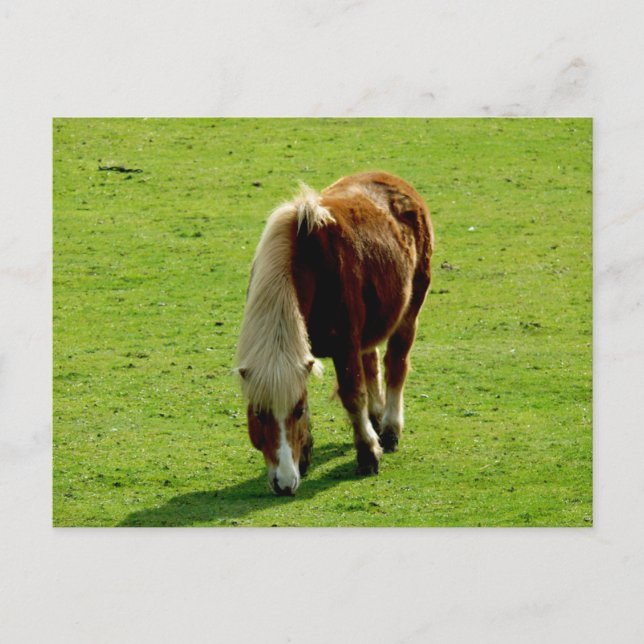 Ponyweiden Postkarte (Vorderseite)