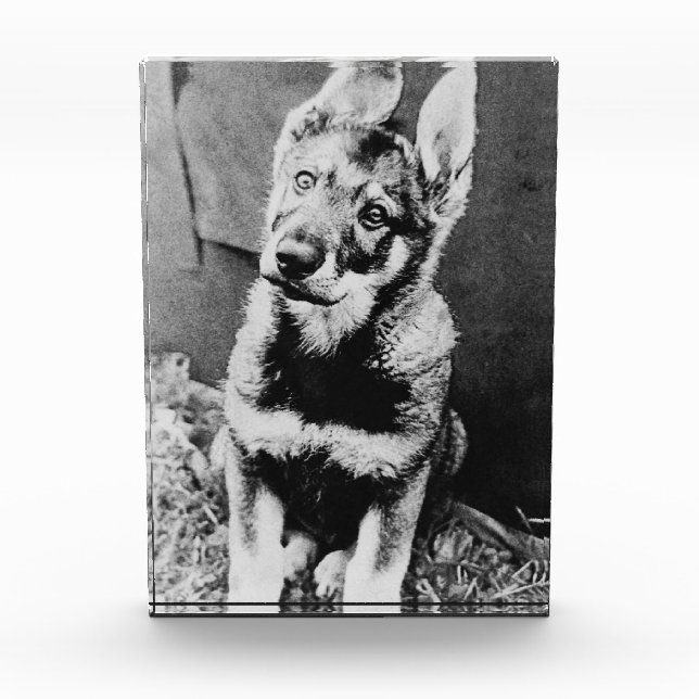 Pooch Fotoblock (Vorderseite)