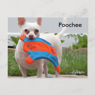 Poochee, -slyken- postkarte