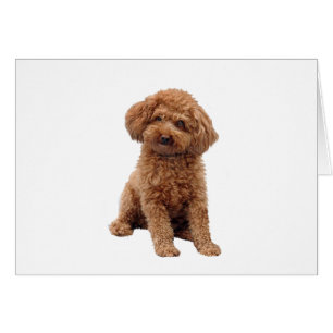 Poodle - Apricot (Jouet ou Min.)