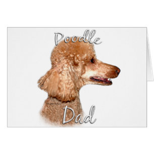 Poodle (Aprikose) Vater 2
