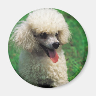 Poodle auf Gras Magnet