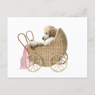 Poodle Baby Buggy Postkarte