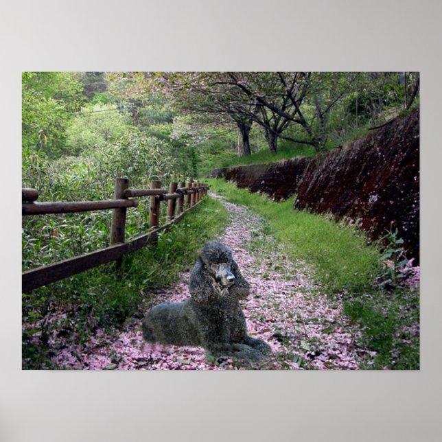 Poodle Black Poster Flowers (Devant)