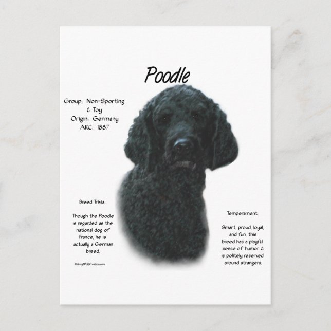 Poodle (blk) History Design Postkarte (Vorderseite)
