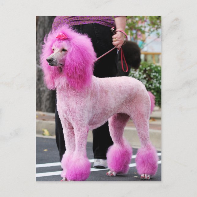 Poodle Day 2010 #11 Postkarte (Vorderseite)