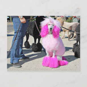 Poodle Day 2016 - Barnes - Pink Standard Poodle Postkarte