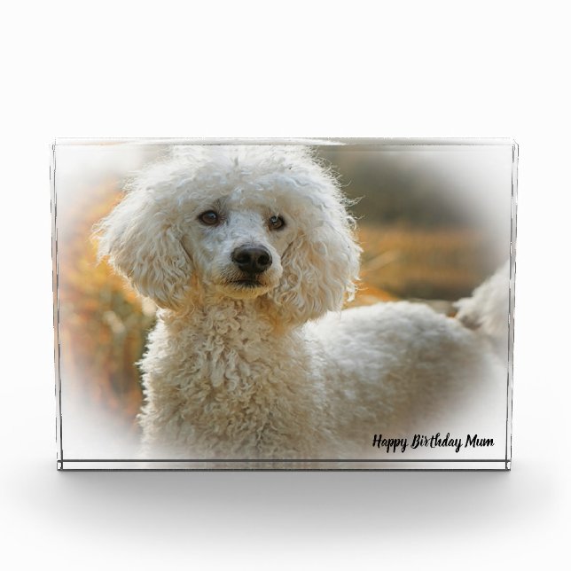 Poodle Dog Fotoblock (Vorderseite)