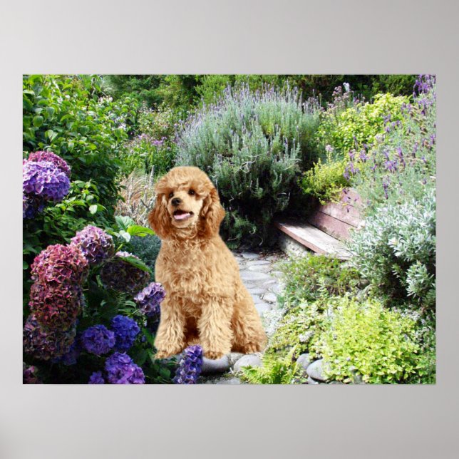 Poodle Garden Print Poster (Vorne)