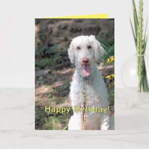 Poodle Geburtstag Karte