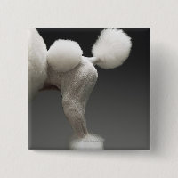 Poodle-Haunches auf grauem Hintergrund