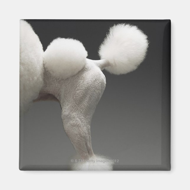 Poodle-Haunches auf grauem Hintergrund Magnet (Vorne)
