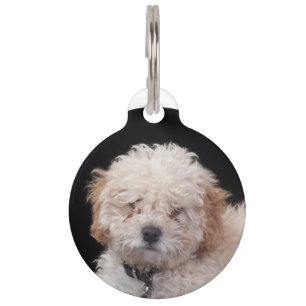 Poodle Haustiermarke