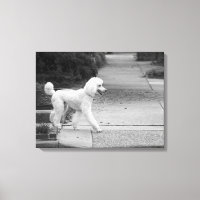 Poodle