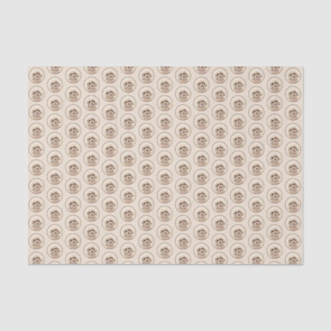 Poodle Miniatur Spielzeug Apricot Cream Brown Dog  Seidenpapier (Vorderseite)