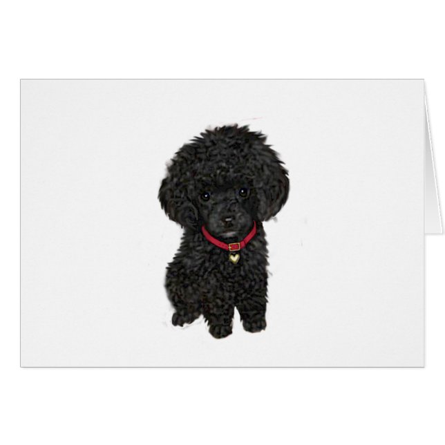 Poodle miniature ou jouet - Noir 1 (Devant horizontal)