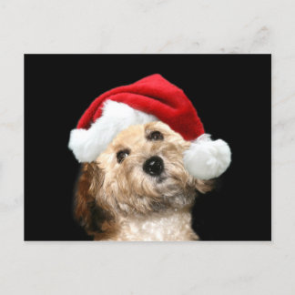 Poodle Mix Weihnachten
