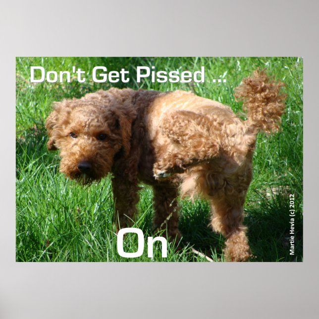 Poodle - Ne pas être en colère - Poster (Devant)