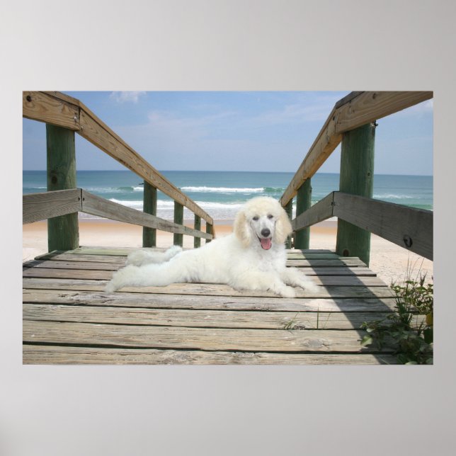 Poodle on Boardwalk Poster (Vorne)